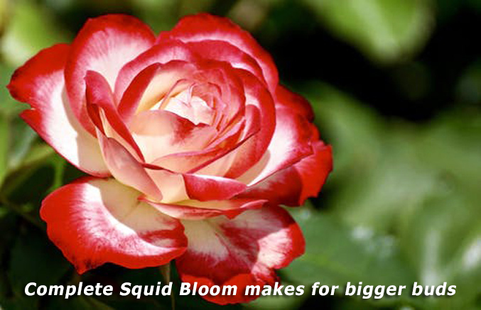 Complete Squid Bloom makes for bigger buds, Hydros Environmental Diagnostics, Bourne, MA